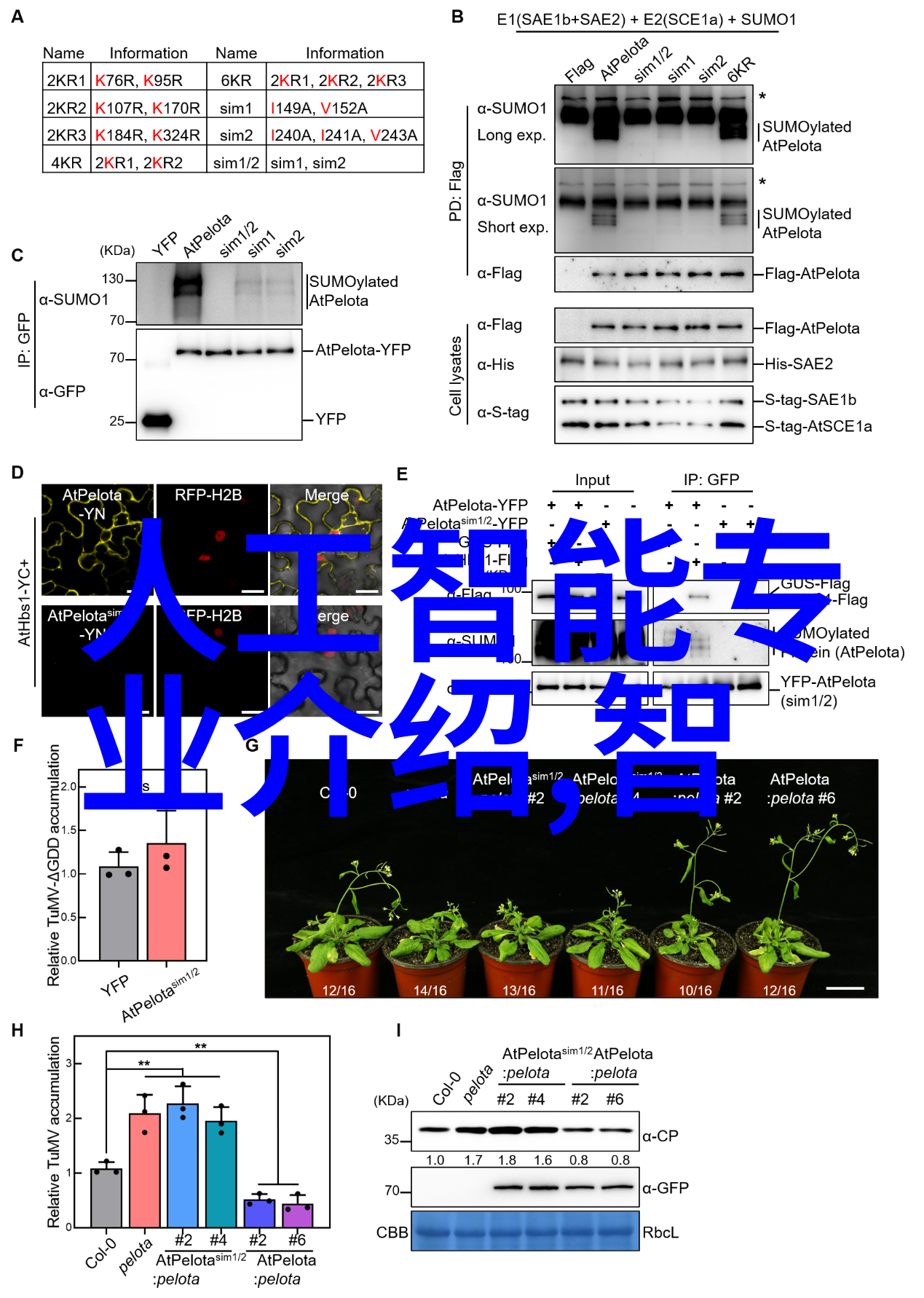 中国橡树摄影网我在这里找到了生活的美好瞬间