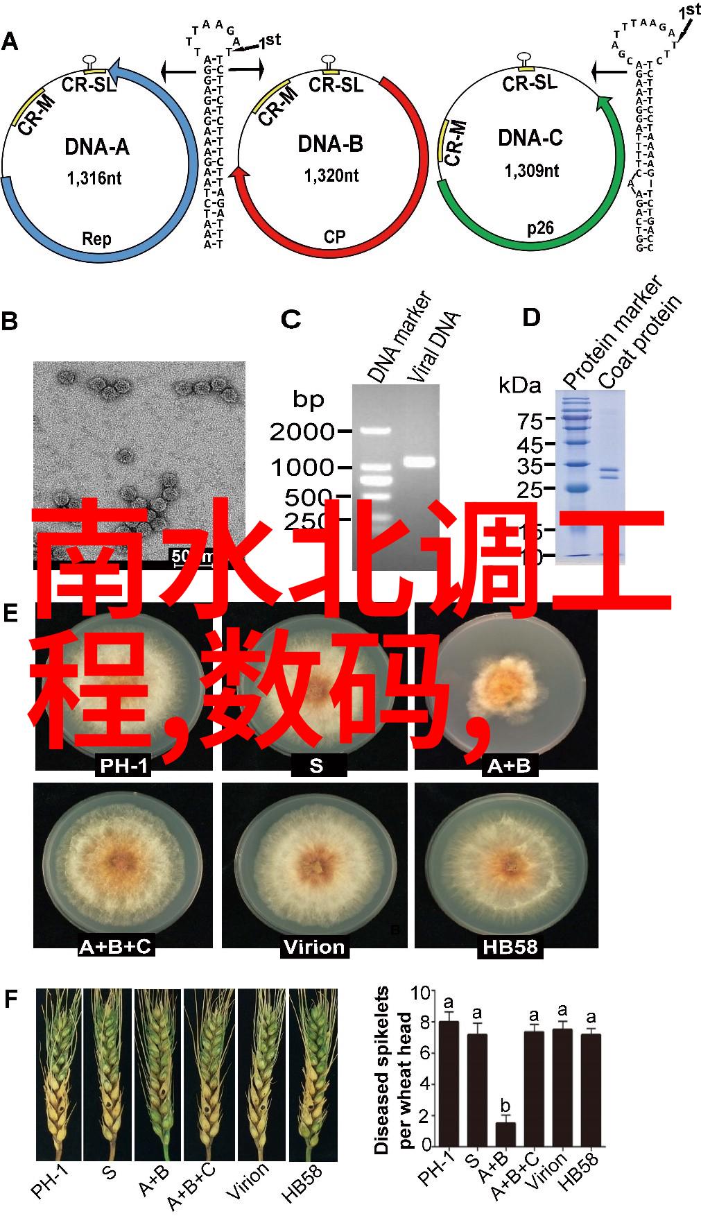 摄影技巧-精通光线与构图的艺术拍照技巧全解析